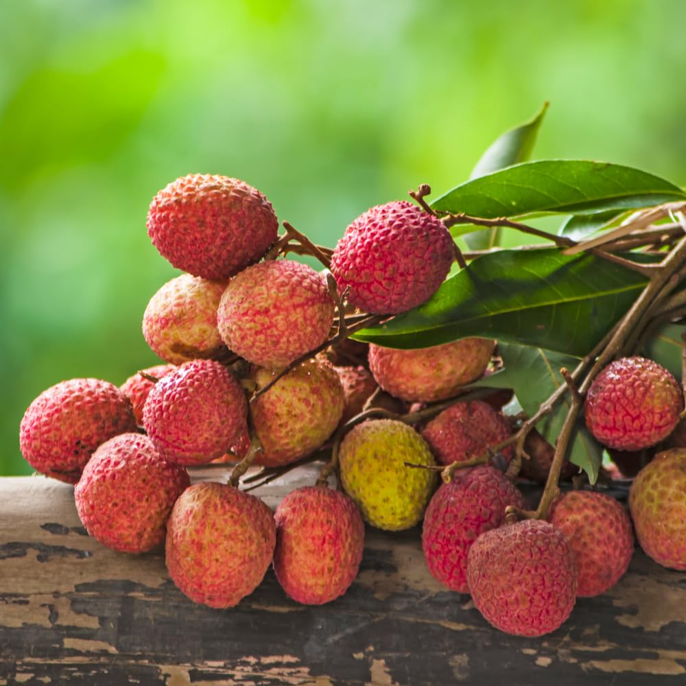 Lychee Tree Plant Live, Lychee Fruit Tree 2-3 Feet, Outdoor Garden Planting, No Ship CA