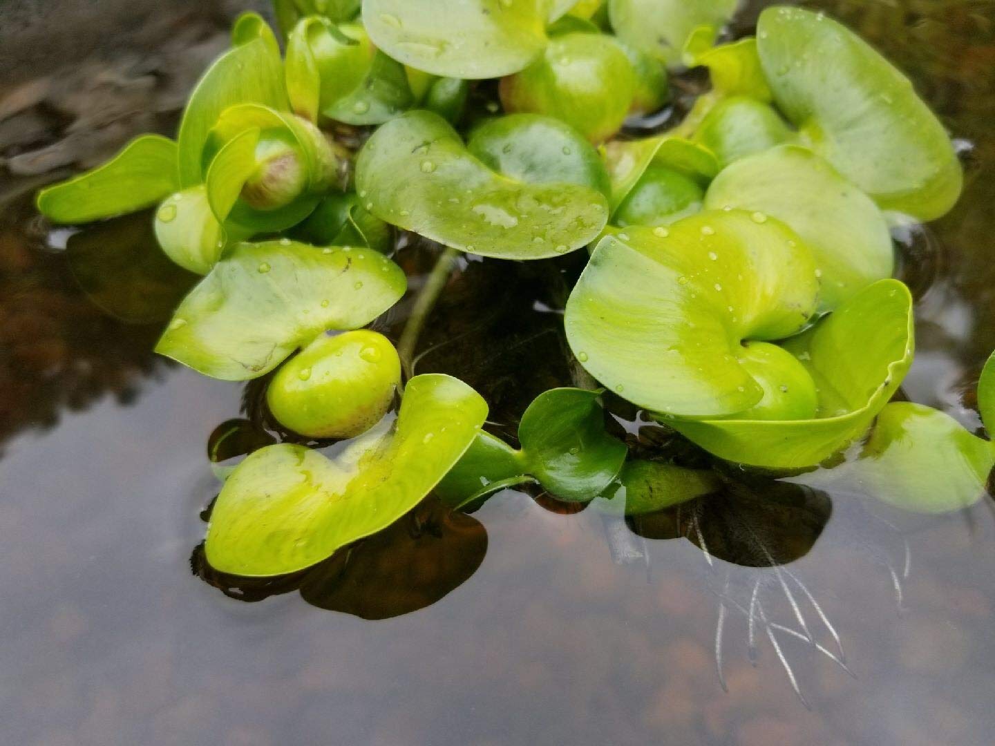 3 Water Hyacinth (Eichhornia crassipes) - Floating Live Pond Plants