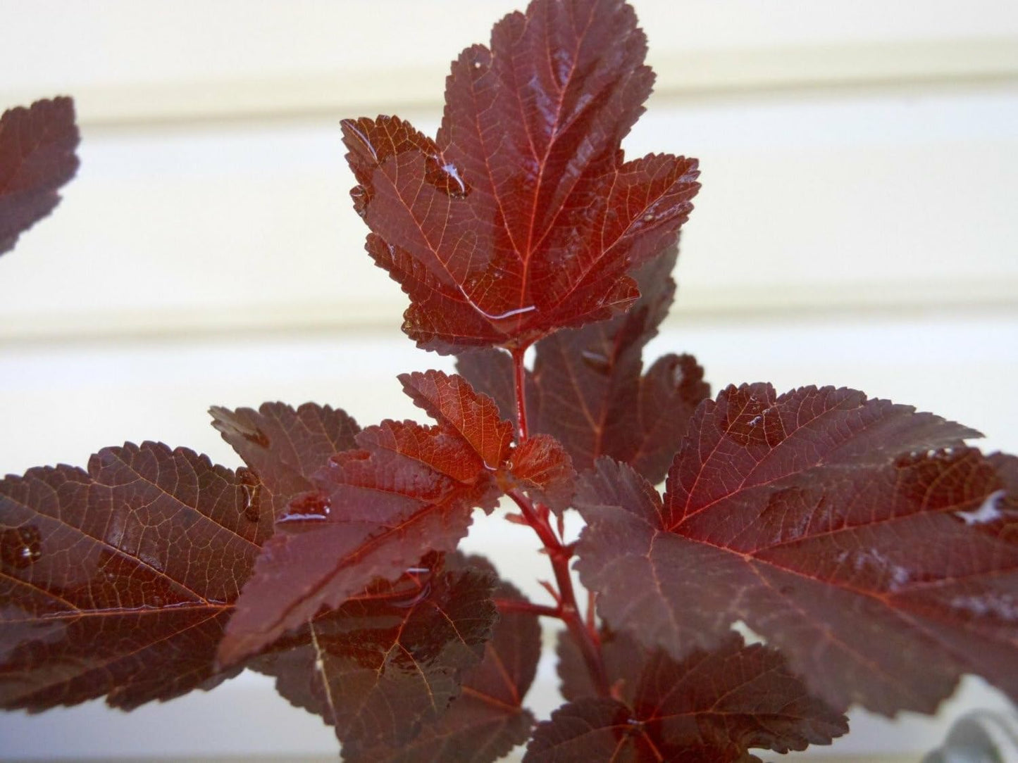 Live Plant - 2 Crimson Diabolo Ninebark Shrubs/Bushes - Live Plants - 6-12" Tall - 2.5" Pot