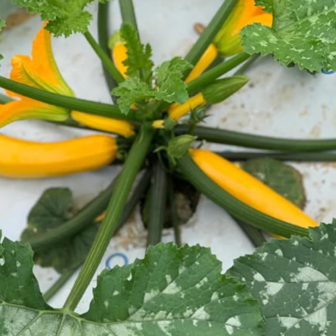 2 Yellow Zucchini Plants Live for Planting, 4 Inc Pot, Vegetable Squash Live Plant, Gardening Squash Plant Live, Yellow