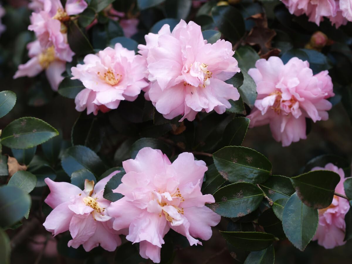 Live Plant - Pink Snow Camellia Sasanqua - Starter Plant