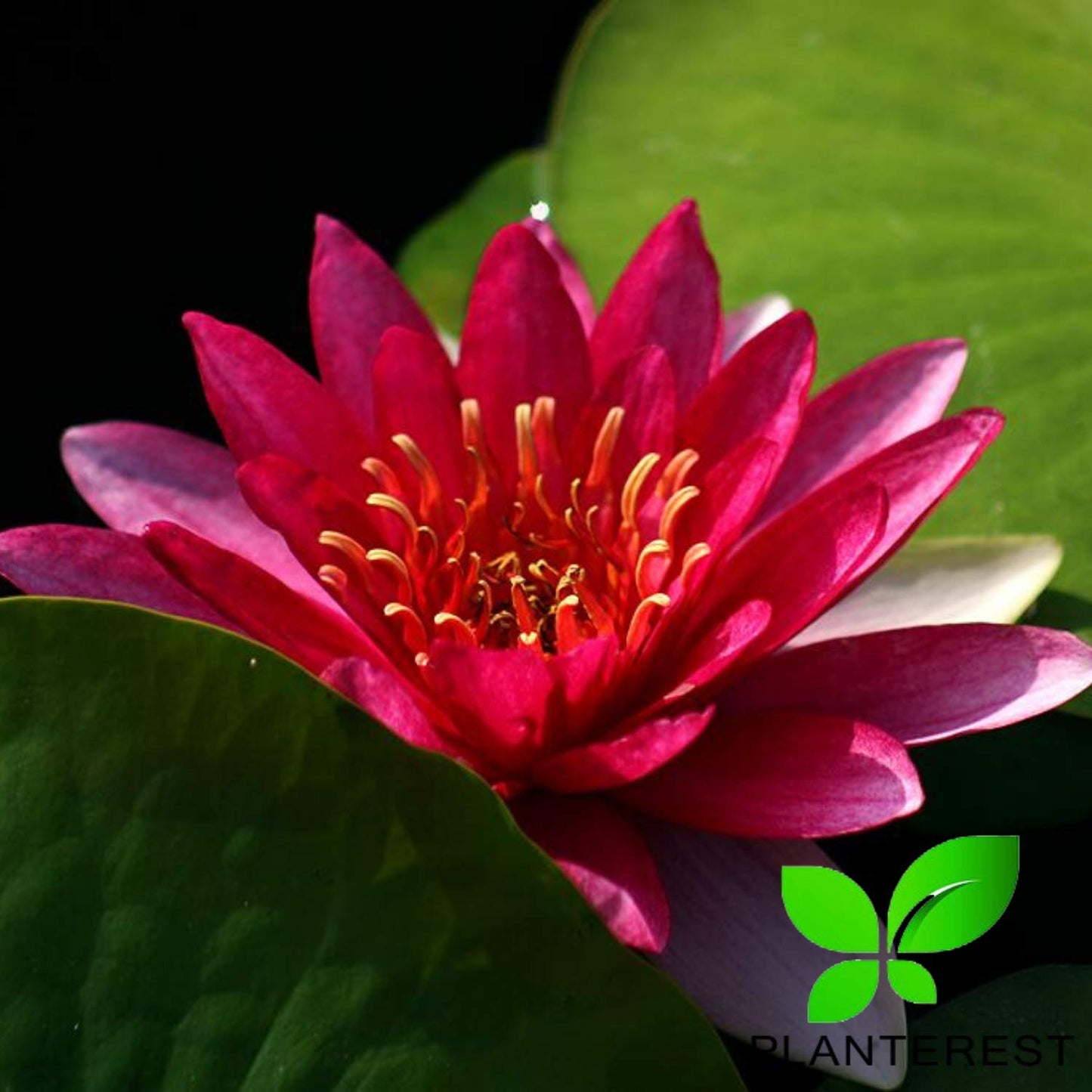 PLANTEREST - Water Lily Tuber 3 Pre-Grown Hardy Lily Rhizome Live Aquarium Plant