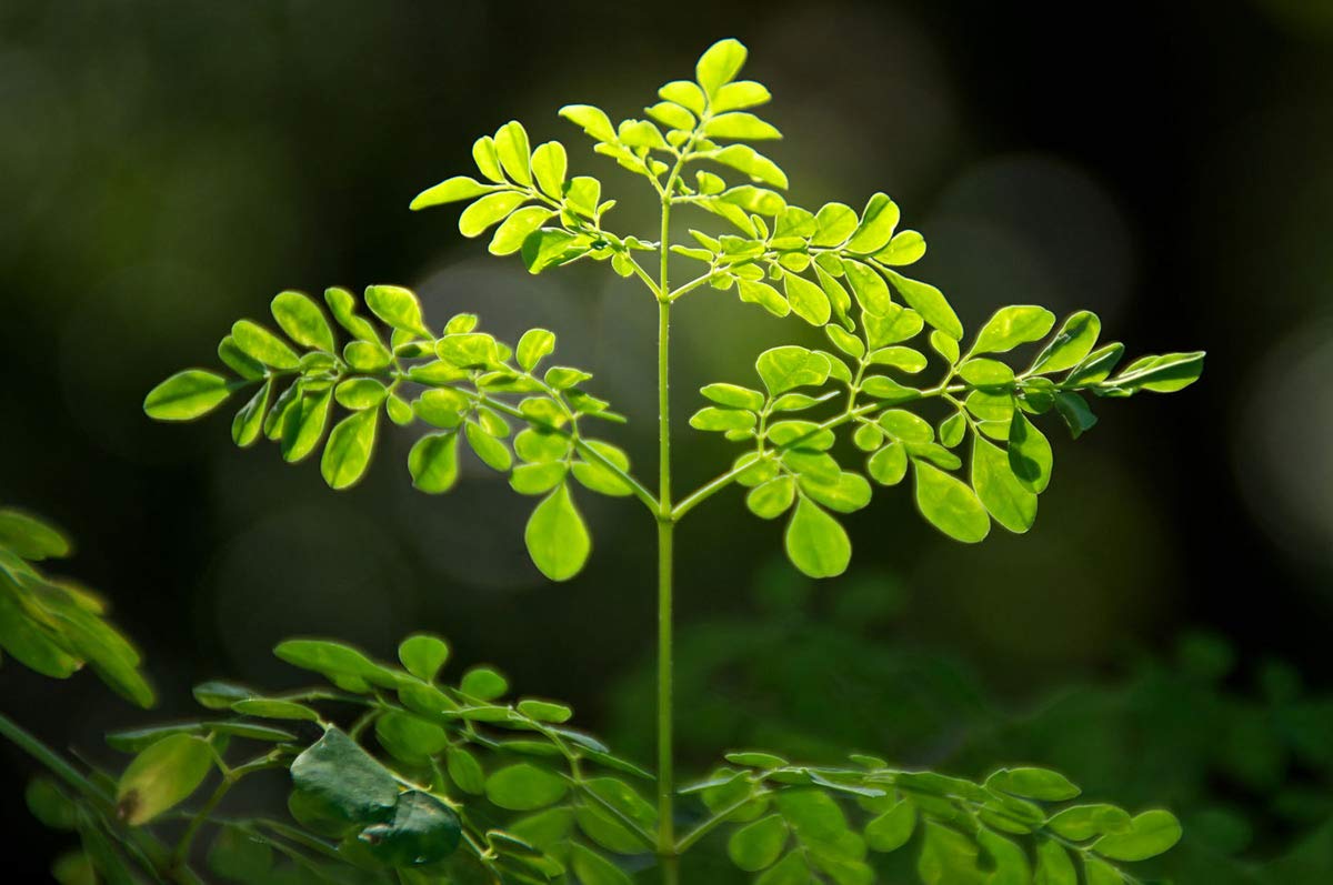 BmoreSpicy.com 3 Live 6 - 10 inch Seedlings Moringa Oleifera Trees SUPERFOOD! Drumstick