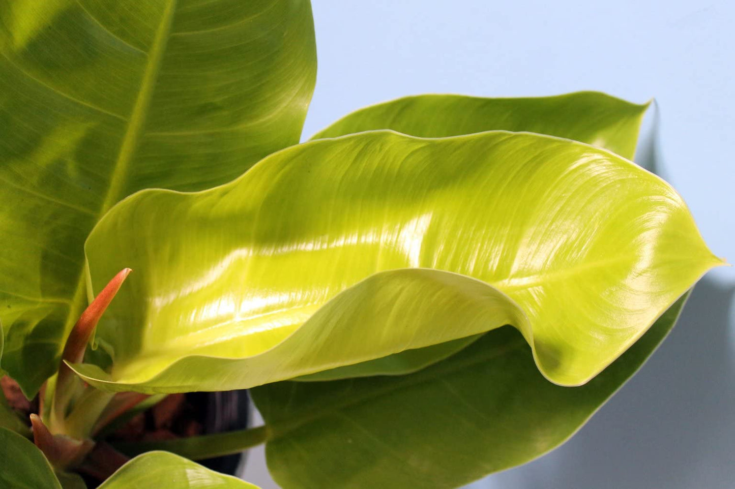 Philodendron Moonlight - 5 Live Plants in 4 Inch Growers Pots - Philodendron 'Moonlight' - Extremely Rare Indoor Air Purifying Houseplant