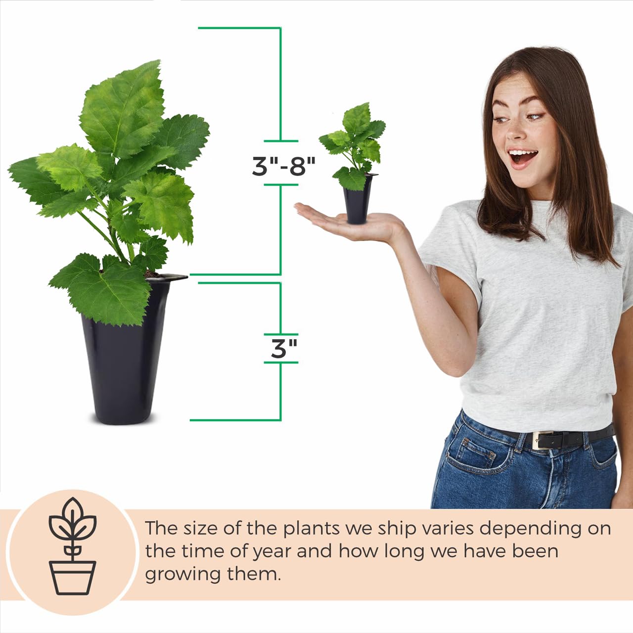 Blackberry Plant Collection (4 Pack) Live Fruit Plants for Planting | 4 Different Varieties for a Continuous Harvest | Thornless & Thorny Mix| Large, Sweet & Juicy Berries |Perfect for Organic Gardens