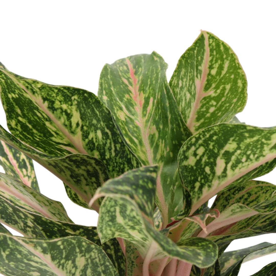American Plant Exchange Aglaonema Sparkling Sarah – 6-Inch Pot – Live Air Purifying Chinese Evergreen Plant, Variegated Easy Care Foliage for Stylish Home or Office Decor