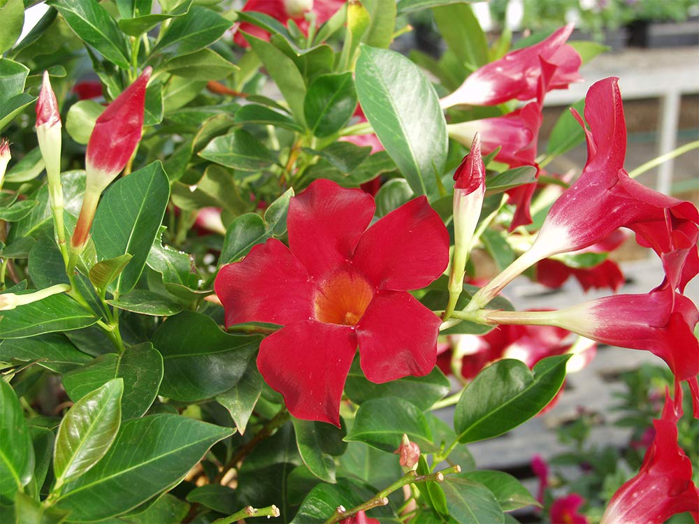 American Plant Exchange Dipladenia Mandevilla Live Plant, 6" Pot, Red