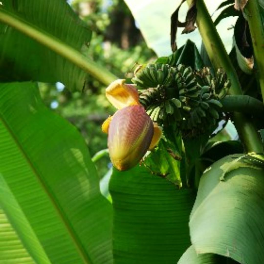 Banana Trees Live Plants from 4 to 6 Inc Long, Grand Nain Banana Plants Live for Planting Gardening Outdoor and Indoor, 1 Plant