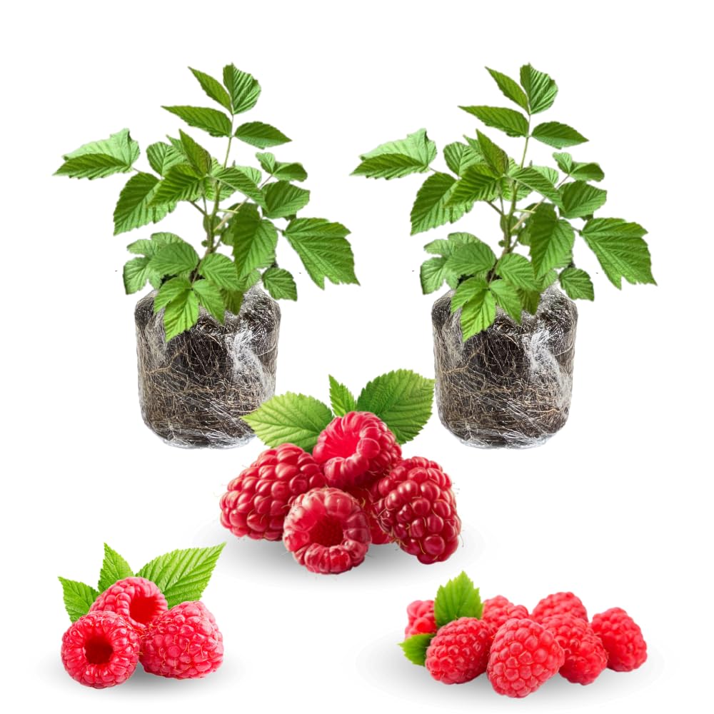2 Raspberry Plants Live, Red Raspberry Bush for Planting, 4-7" in Tall, Spring Raspberries Cold Hardy