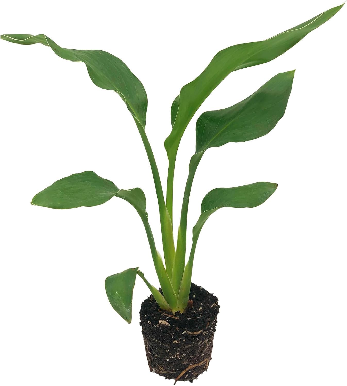 Live Orange & White Birds of Paradise Plant Variety - 'Birds of Paradise' Strelitzia nicolai - ragnaroc Tropical Plant 6-10” Tall - 2ct - Live Arrival Guaranteed - House Plants for Home Decor & Gift