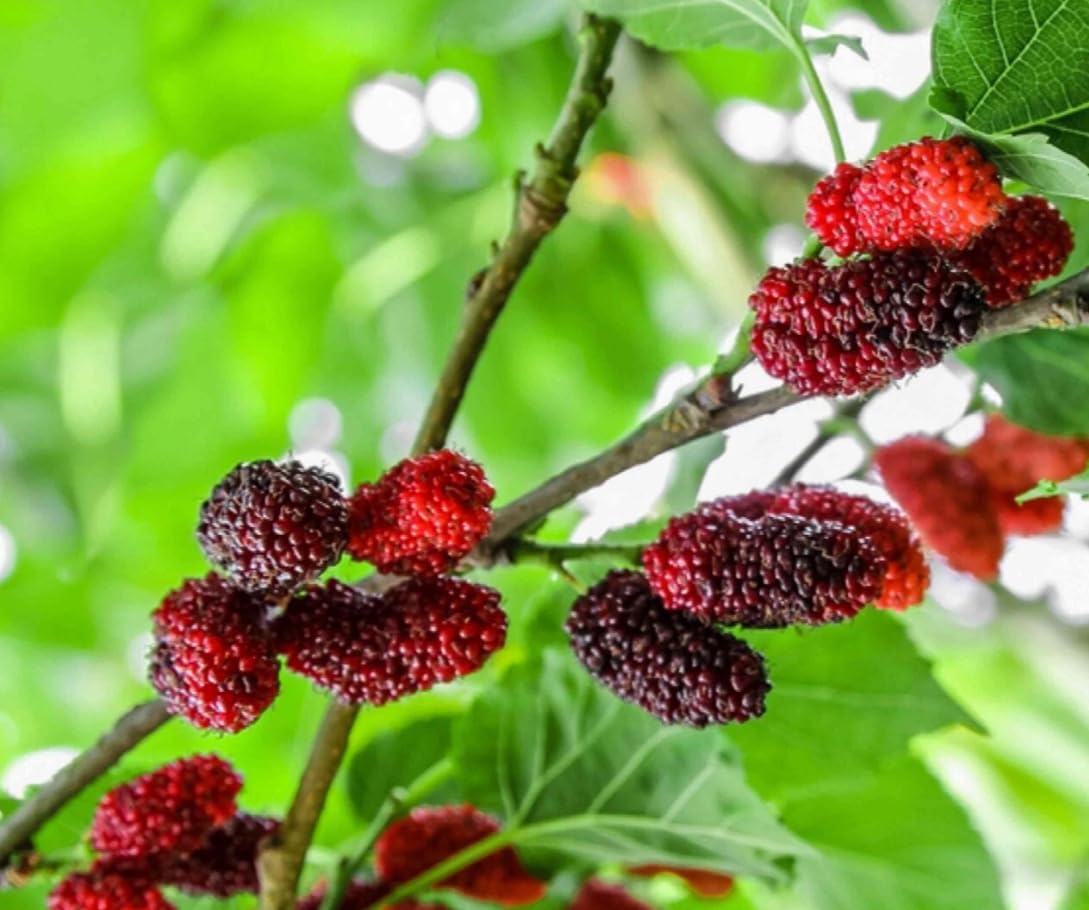 2 Red Mulberry Tree Live Plants Sweet Mulberry Fruit Plant Common Mulberries Bush 4-6 Inch Tall