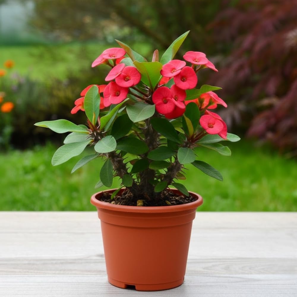 Red Crown of Thorns Live Plant in 4 Inch Pot, Euphorbia Milii Live Plants, Red Flower, 4-7 Inches Tall for Indoor Outdoor Planting