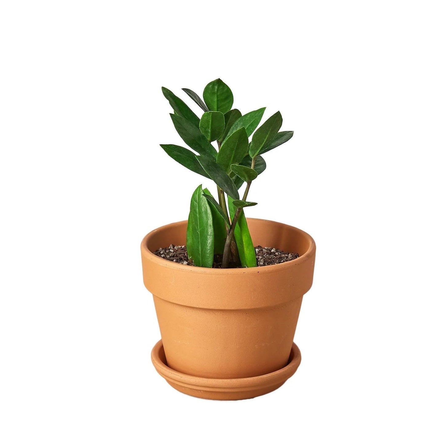 Zamioculcas Zamiifolia ZZ in 4in Pot - Live Plants Tropical Houseplants | Variegated | USA Growers | The Snobby Leaf