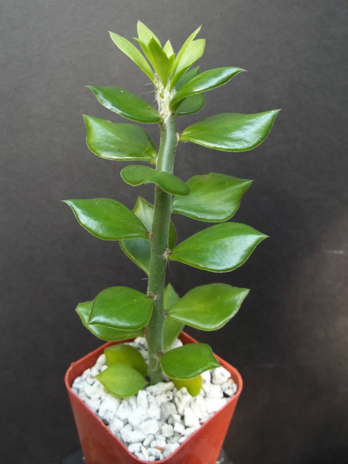 Pereskiopsis Spathula, Grafting Stock pereskia Cactus Rare graft Leaf Cacti 4"