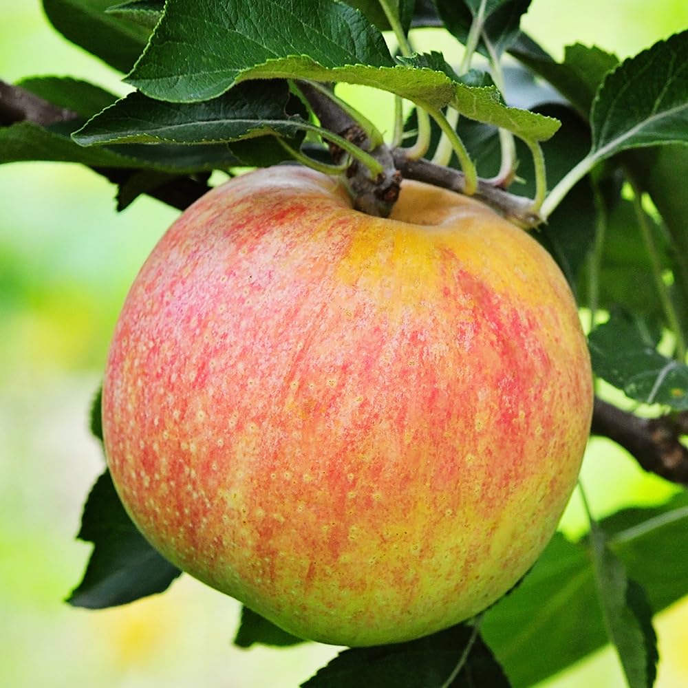 Gala Apple Tree, Deciduous, Early Harvest, Moderately Sized, 1 gal Nursery Pot, 2-3 ft. Tree Height (Due to Agricultural Laws, we Cannot Ship to CA, AZ, AK, or HI)