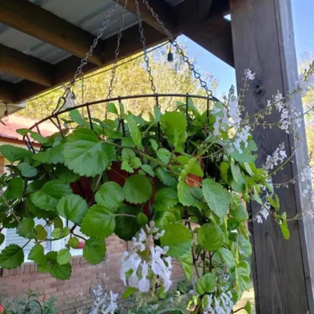 2 Green Swedish Ivy Plants Live, Plectranthus Swedish Ivy Plant Live, 3 Inc to 6 Inc Tall Seedling, House Plant Live