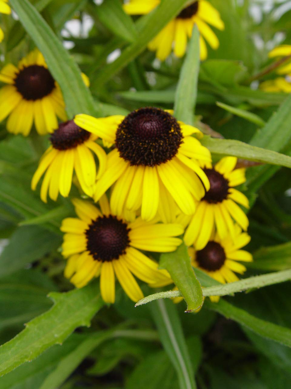 Rudbeckia fulgida Viette's Little Suzy ('Blovi') (Black Eyed Susan) Perennial, yellow flowers, 1 - Size Container