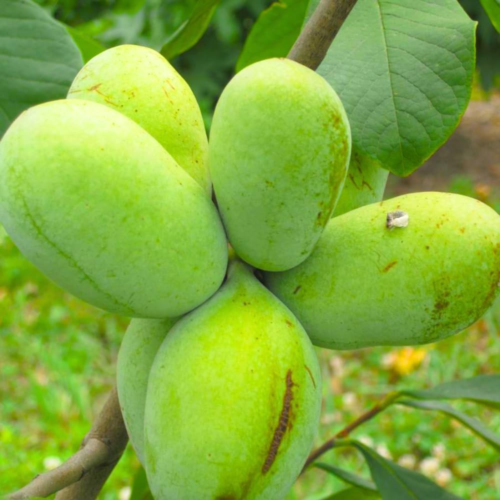 Paw Paw Indian Banana Tree – Live Plant Seedling 6-12” Tall – Asimina Triloba in Quart Pot