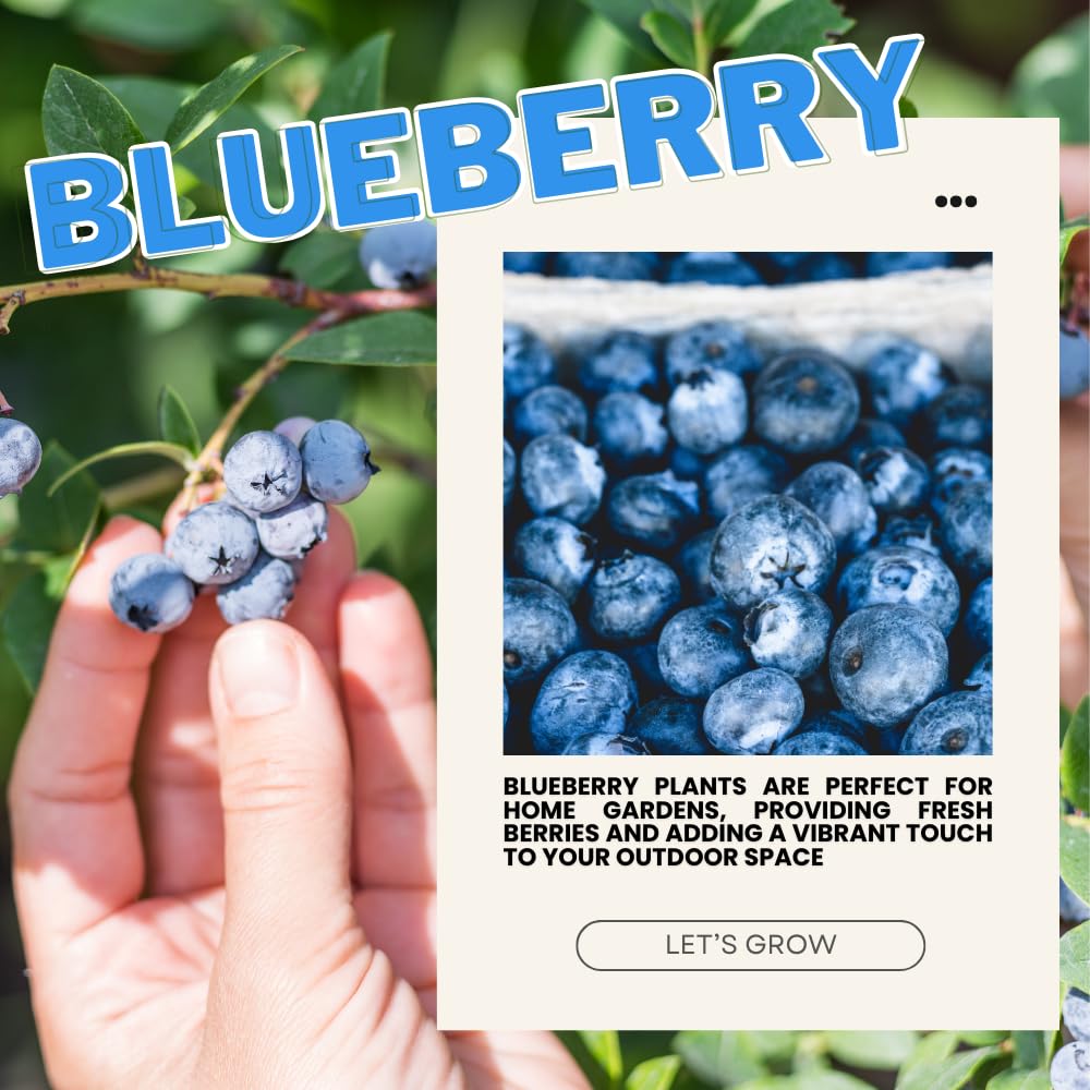 2 Emerald Blueberry Bush Live Plant, Blueberry Plants Live for Planting 5 to 8 Inch Tall, Sweet Blueberries Fruit Seedlings