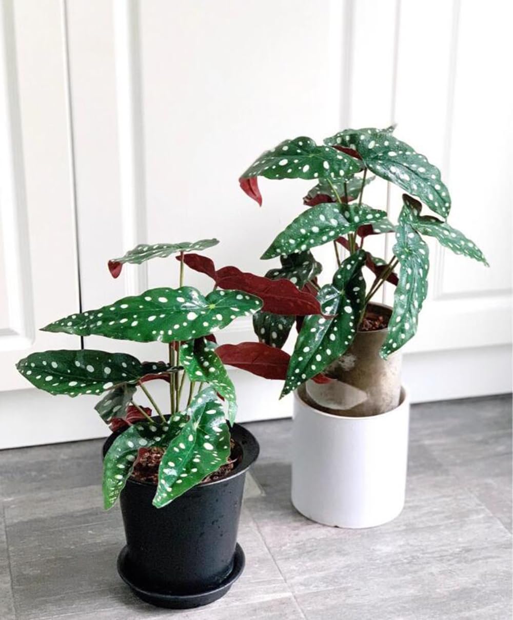 Shirfloral 2Pcs Begonia Maculata Artificial Plant 11.8In Fake Trout Begonia Faux Polka Dot Greenery Plant for Office Desk Indoor Outdoor Home Planter Decor