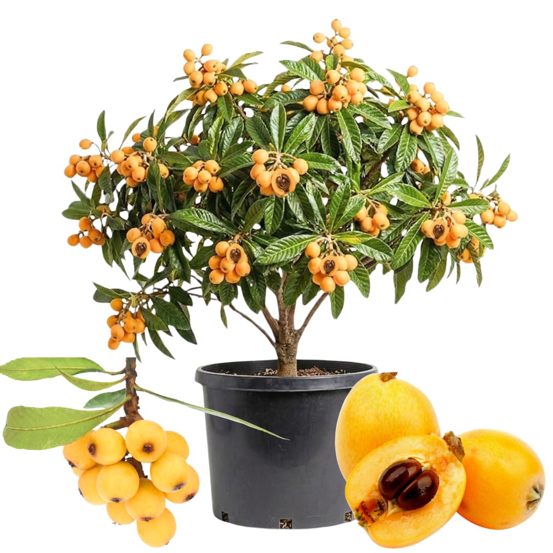 Loquat Tree Live Plant, Sweet Loquat Plant, 2 Feet Tall in 3 Gallon Pot for Planting Outdoors, No Ship to CA