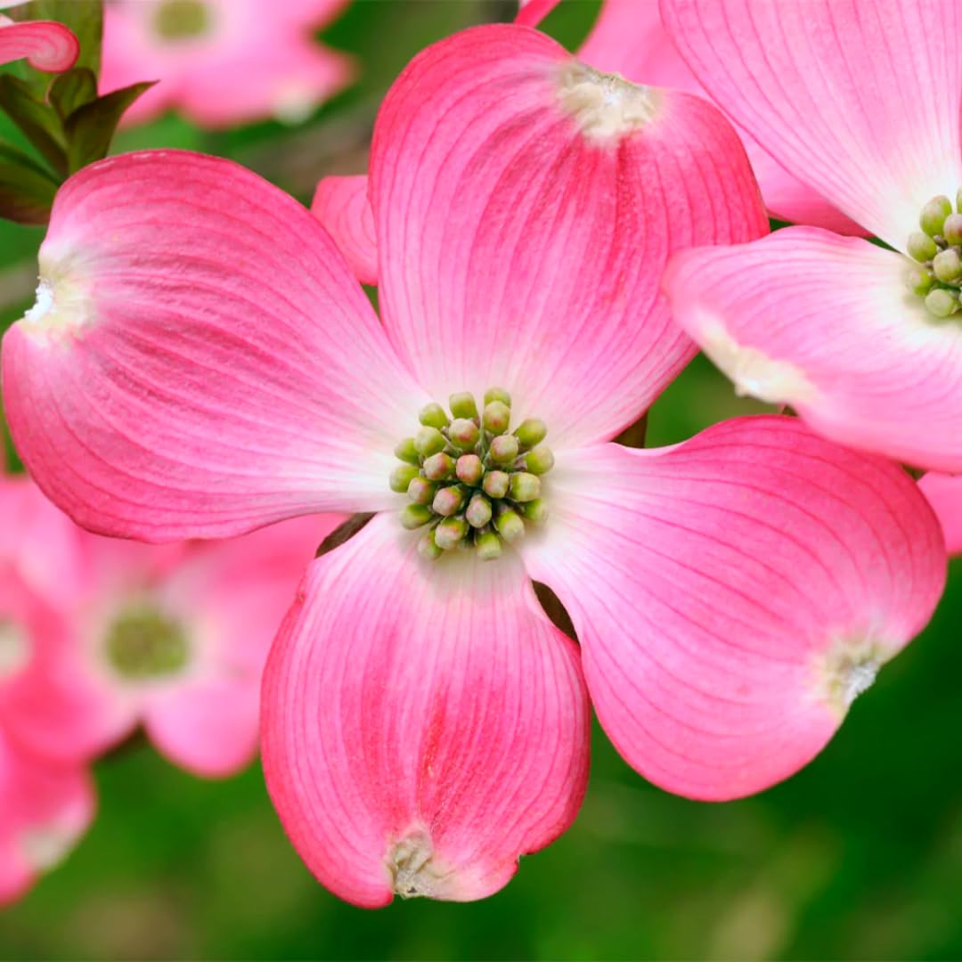 Pink Dogwood Tree Live Plant in 2.5" Pot, Well Rooted 6-12" Pink Flowering Dogwood Tree Plant Live, Dormant for Planting