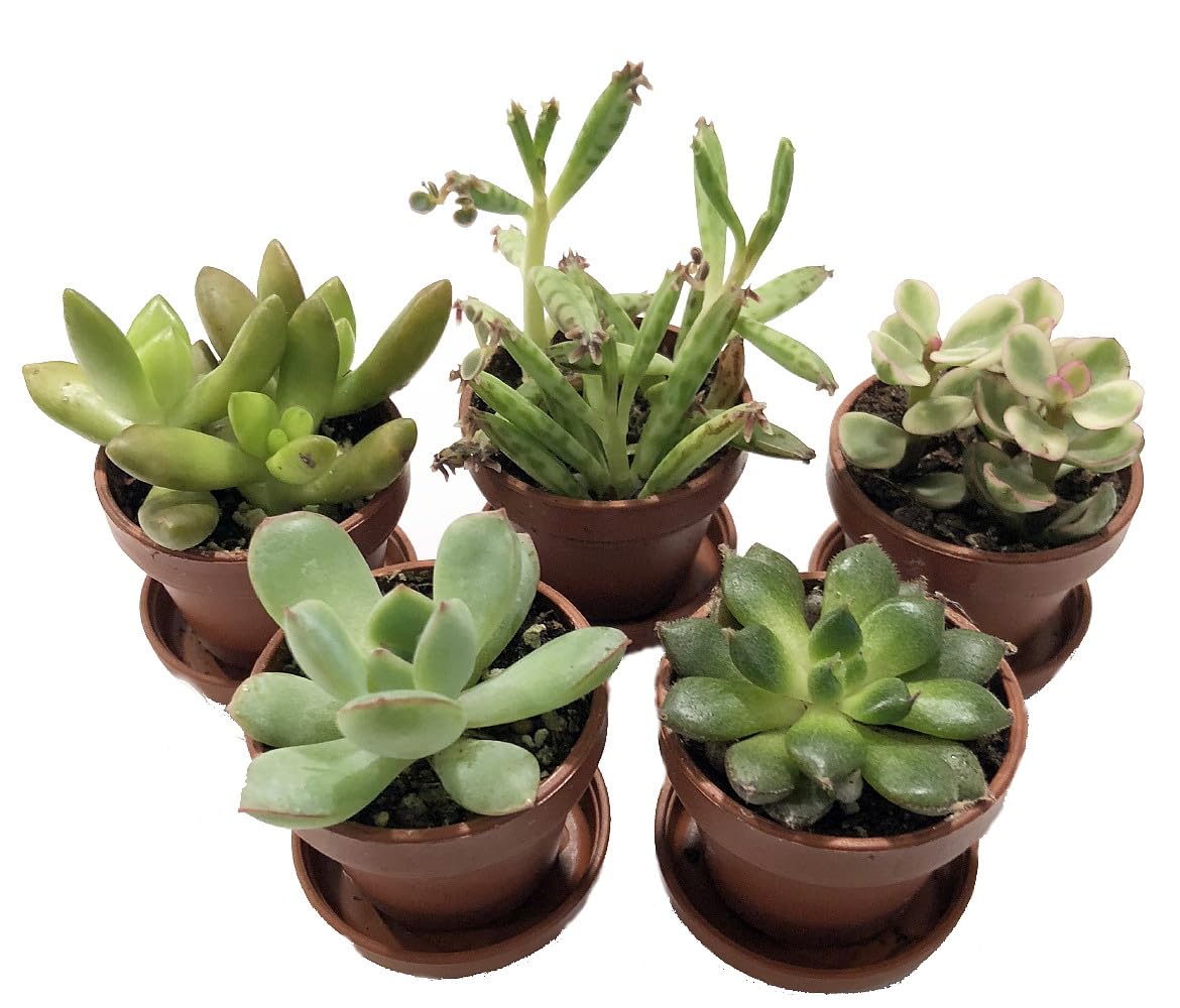 Mini Succulent Collection - Fairy Gardens/Terrarium - 5 Plants 1" pots + Saucers