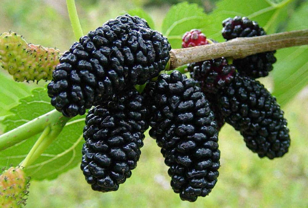 Black Mulberry Tree Morus Nigra Live Plant Dwarf Everbearing Fruit 3-Inch Pot