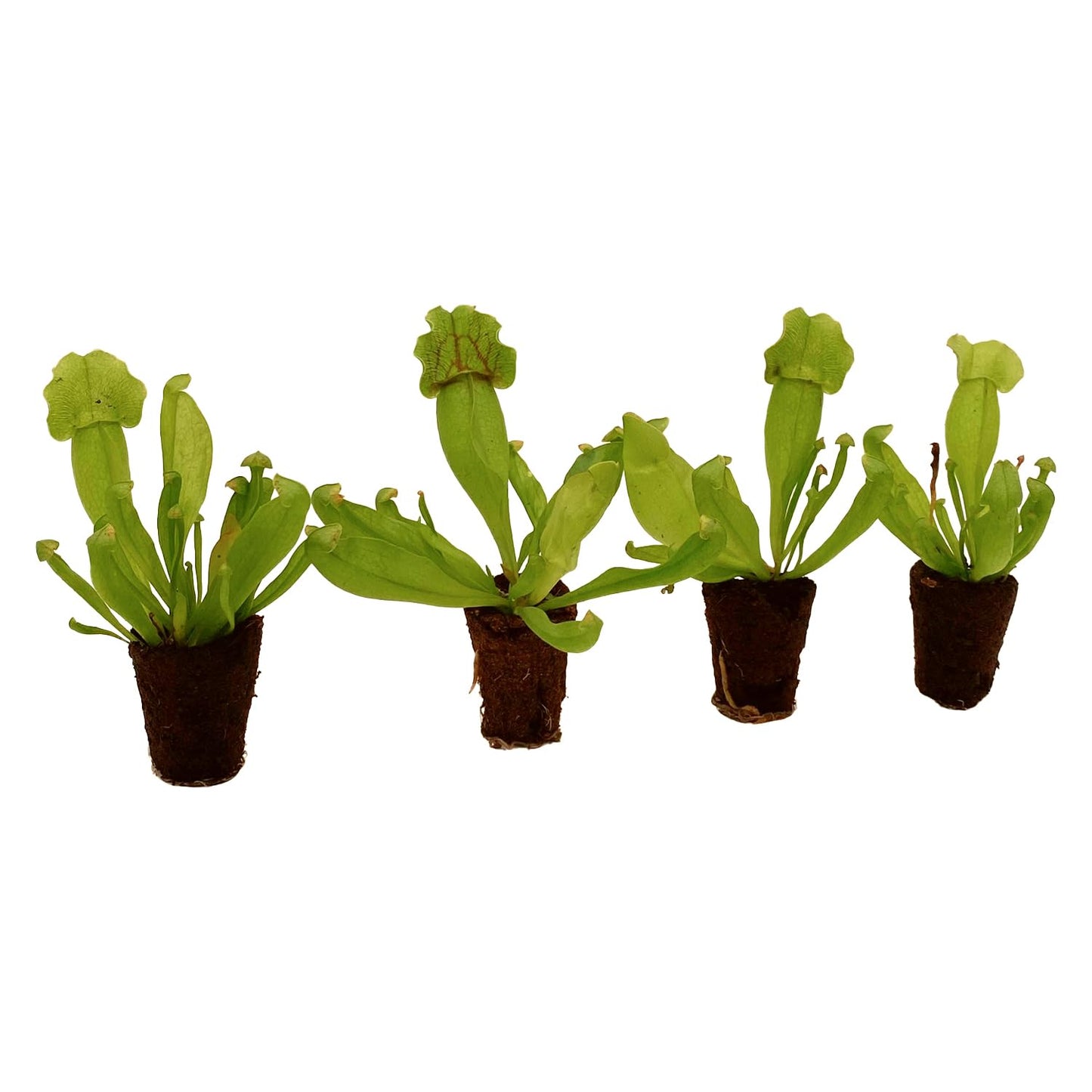 ragnaroc Sarracenia Purpurea SSP. Venosa 2-4" (Purple Pitcher Plant) 1ct – Live Plant for Indoor Outdoor Use, Carnivorous Plant – Live Arrival Guaranteed