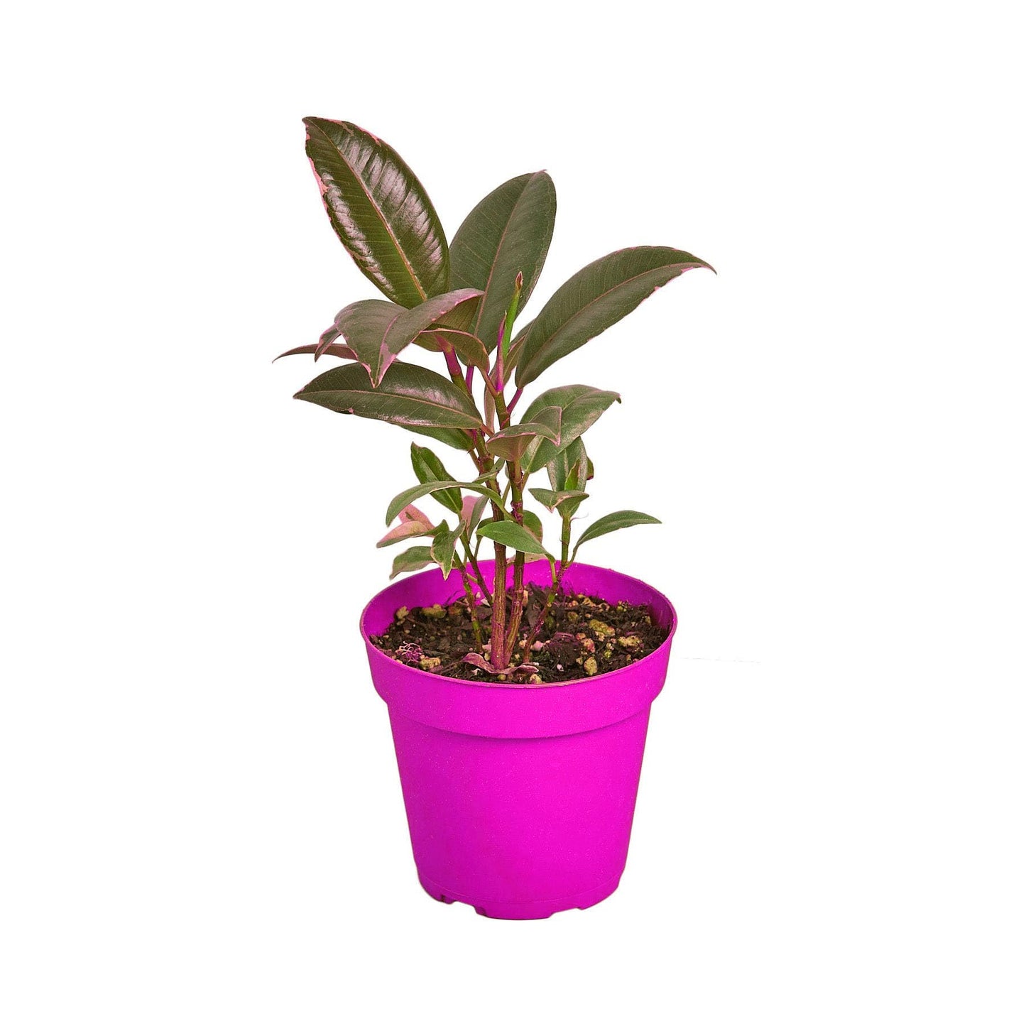 4 Pack Ficus Elastica 'Tineke' - 6" Pot in 6in Pot - Live Tropical Houseplant - Easy to Grow | Air Purifying | Variegated | USA Growers | The Snobby Leaf
