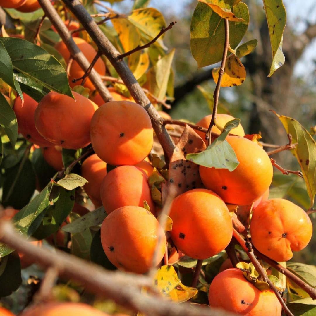 American Persimmon Trees Live Plants, 10-15" Tall, Zone 4-9, Perennial Outdoor Planting, Cold Hardy