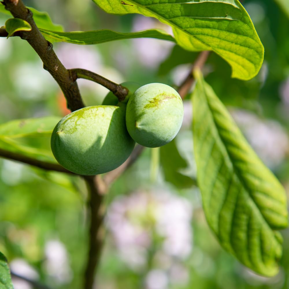 Pawpaw Tree Live Plant, Paw Paw Tree, Hardy Asimina Triloba Paw Paw Plant, Bareroots 12-18 Inches Tall for Outdoor Planting