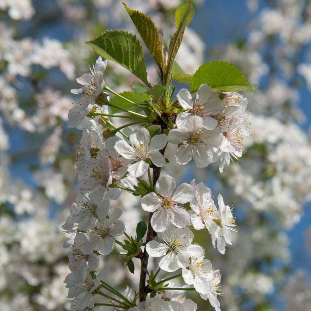 Brighter Blooms - Rainier Cherry Tree, 4-5 ft. - No Shipping to AK, AZ, CA, CO, HI, ID, OR, WA