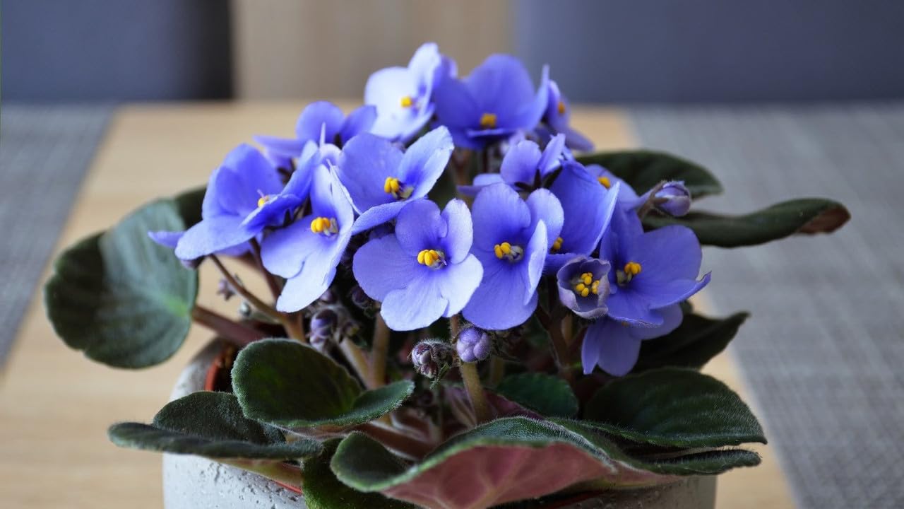 African Violets Live Plants Houseplants, Light Blue African Violet Flower 4 Inches Pot, Live African Violet Plant Indoor Ready to Grow Your Garden, African Violet Flowers