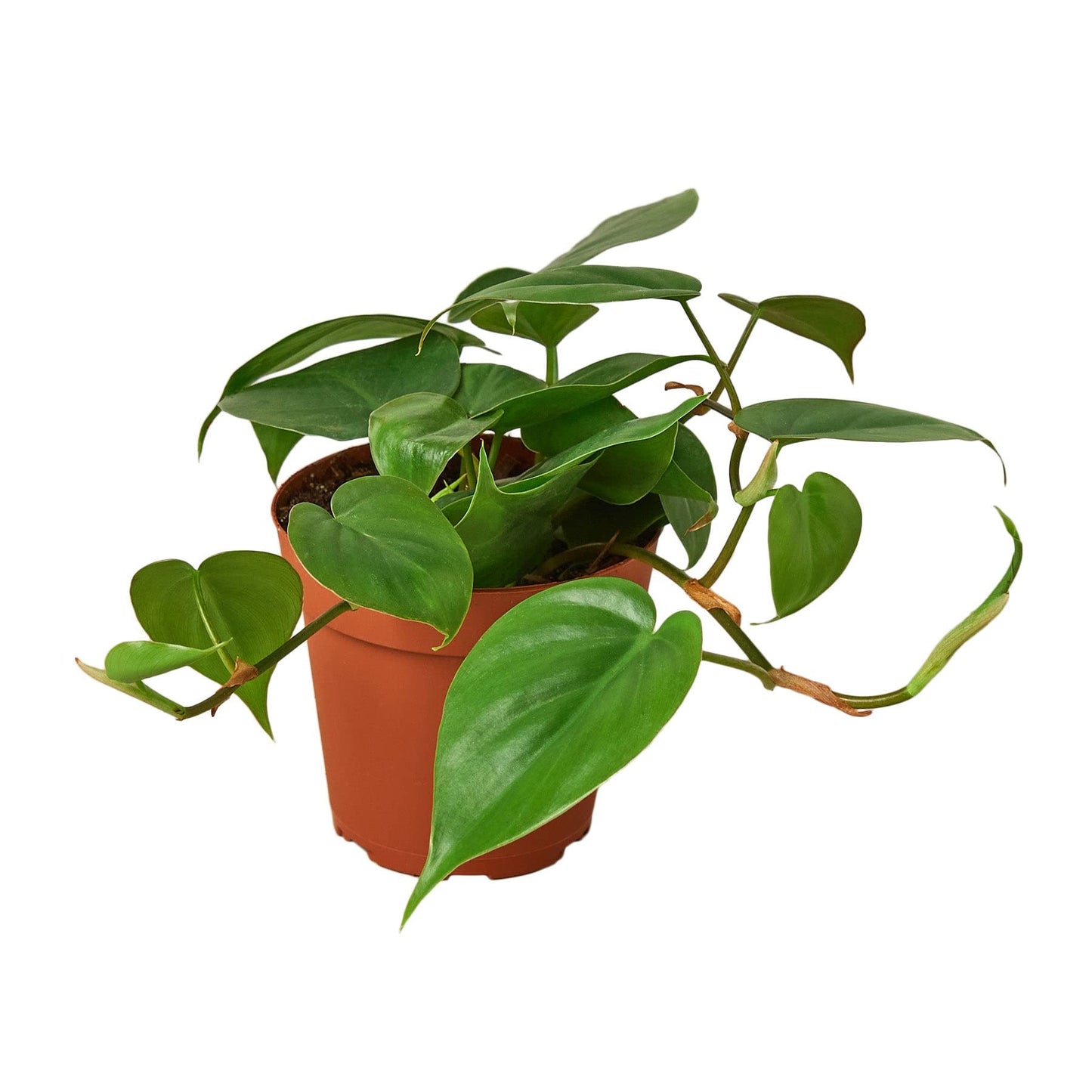 2 Pack Philodendron Cordatum Heartleaf - in 4in Pot - Live Plants Tropical Houseplants | Variegated | USA Growers | The Snobby Leaf