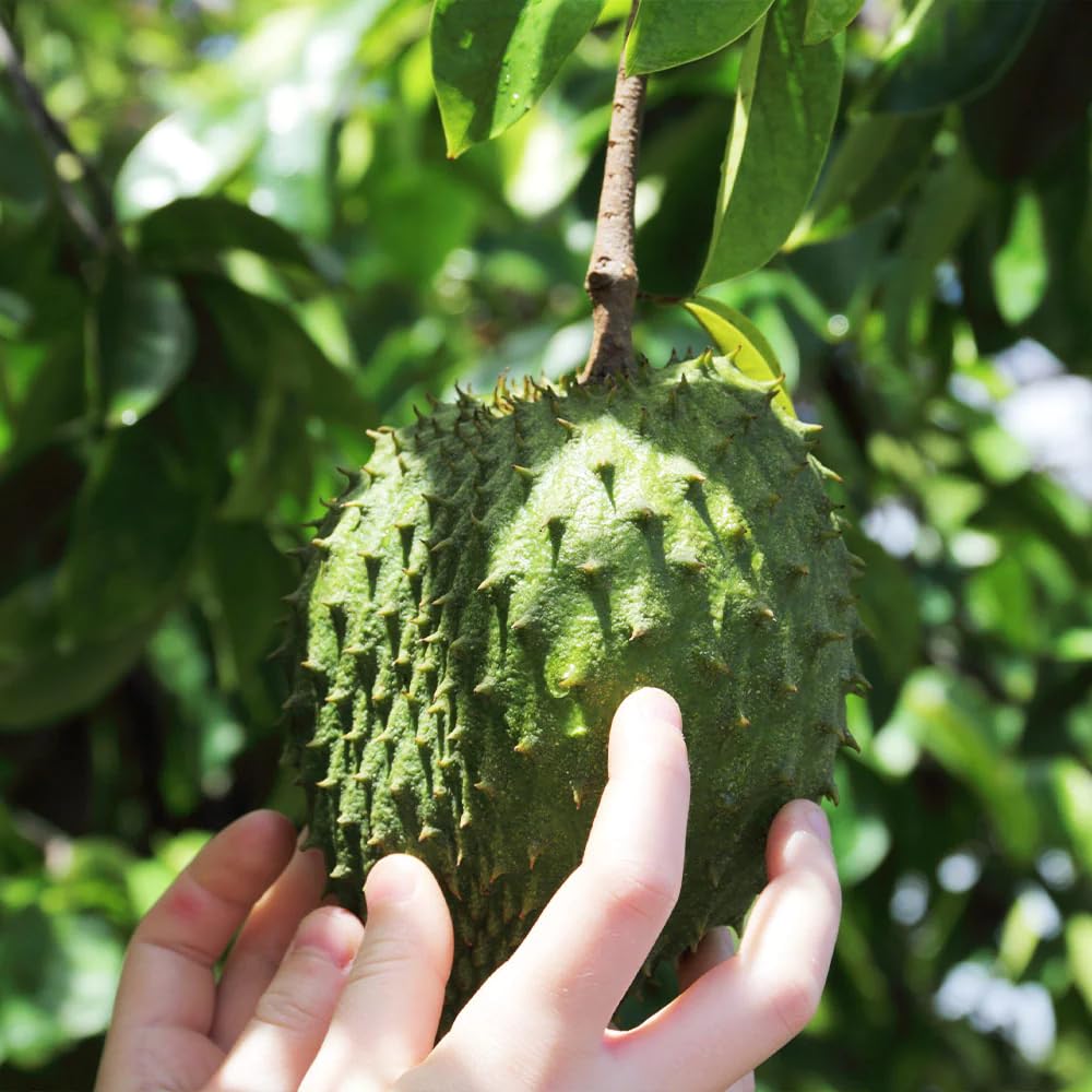 Soursop Tree Live Plant for Planting, Sweet Soursop Plant Live 5-9 Inch Tall, No Pot, Annona Muricata Giant Soursop Fruit Tree Plant