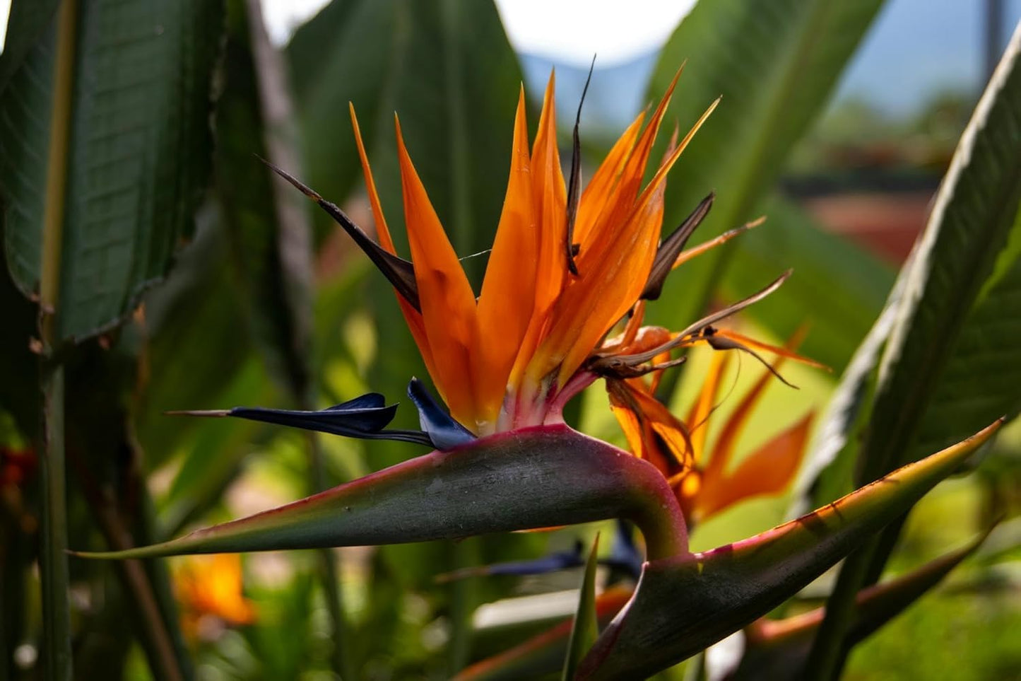 Live Orange Birds of Paradise Plant - ‘Orange Birds of Paradise’ Strelitzia Reginae - ragnaroc Tropical Plant 6-10” Tall - 4ct - Live Arrival Guaranteed - House Plants for Home Decor & Gift