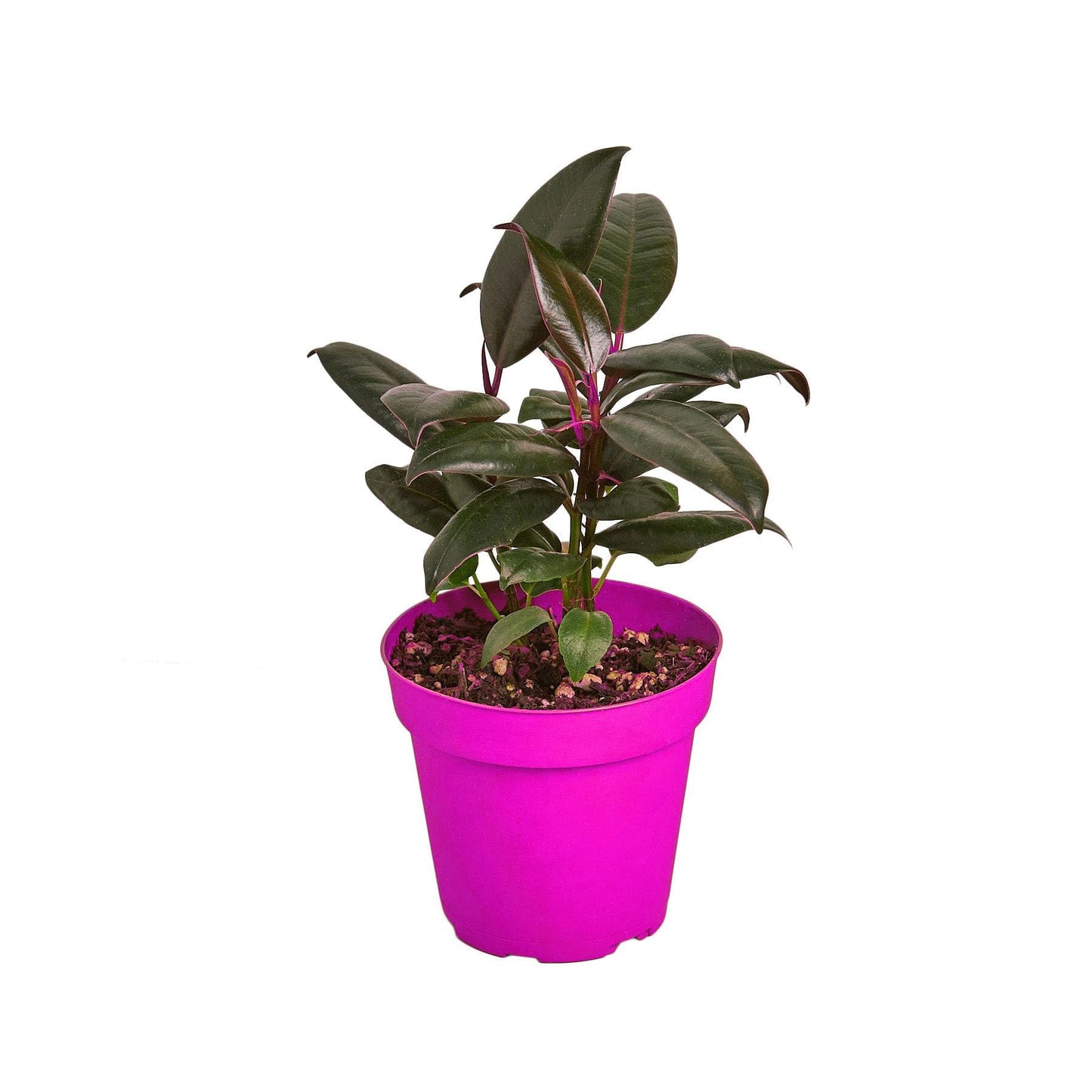 4 Pack Ficus Elastica 'Burgundy' - 6" Pot in 6in Pot - Live Tropical Houseplant - Easy to Grow | Air Purifying | Variegated | USA Growers | The Snobby Leaf