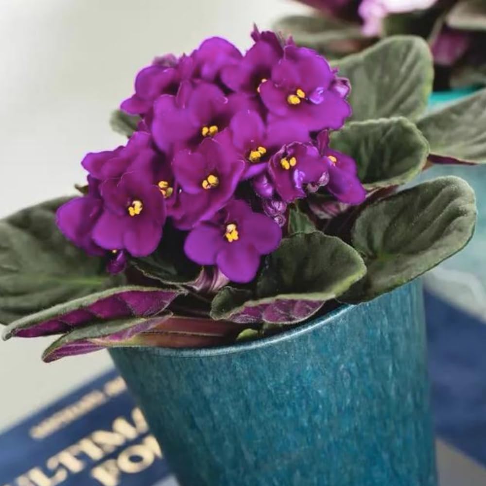 African Violet Live Plant Houseplant in 4" Pot, Blooming Indoor Plant for Home or Office with Vibrant Flowers (Purple African Violet)