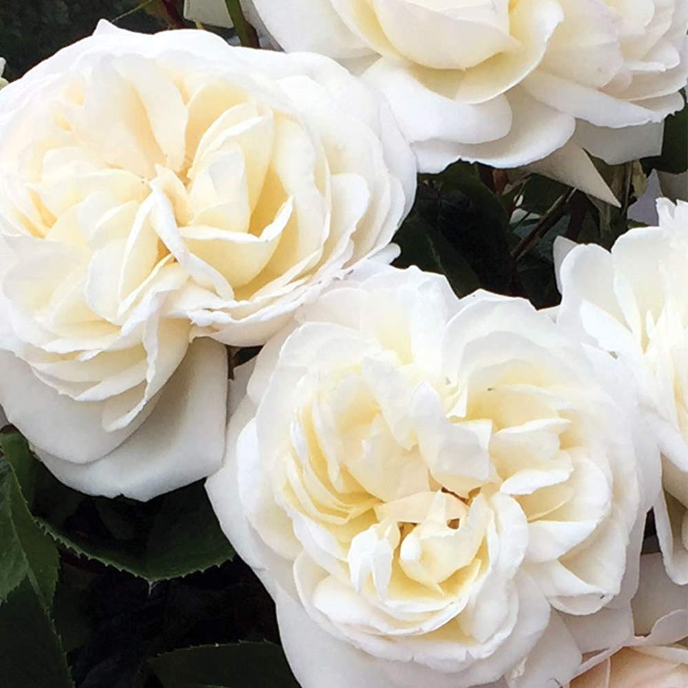 Heirloom Roses Rose Plant - White Gold Live Rose Bush, Shrub Rose Plant for Planting Outdoors