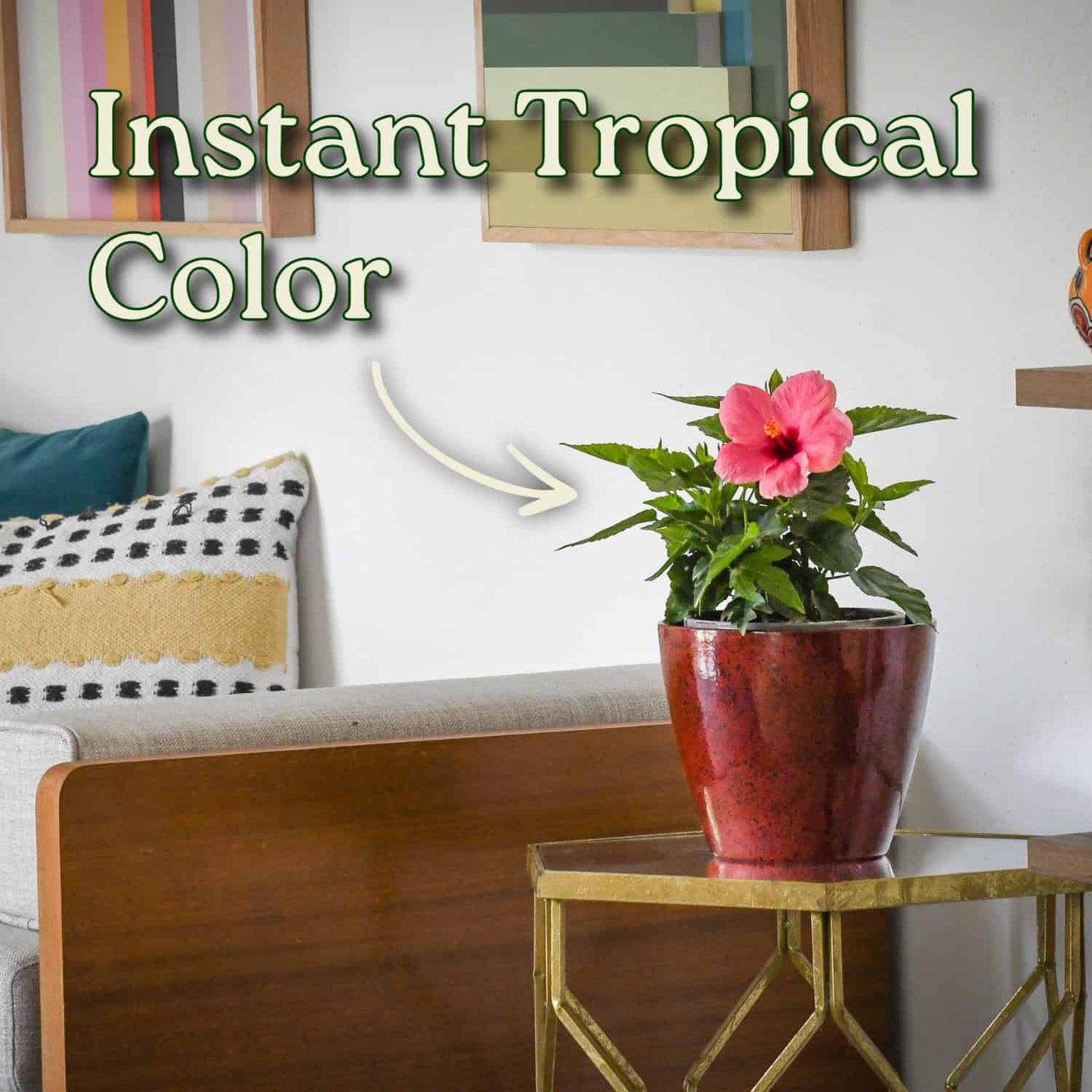 Tropical Plants of Florida - Pink Yoder Dwarf Hibiscus Bush - Flowering Plant Live - 10" to 12" Overall Height - 1 Gallon Planter (Plant Only)