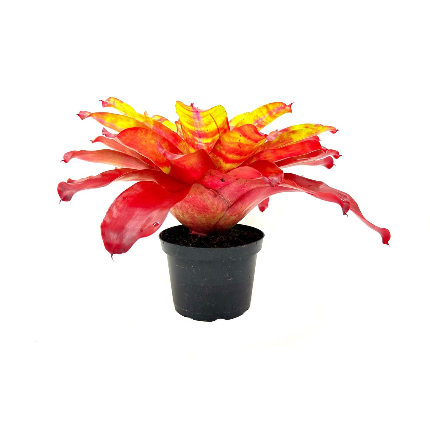ragnaroc Live Plants – Bromeliad Neoregelia Golden Gate, 8-12" in 6" Pot - 1ct - Live Arrival Guaranteed - House Plants for Home Decor & Gift
