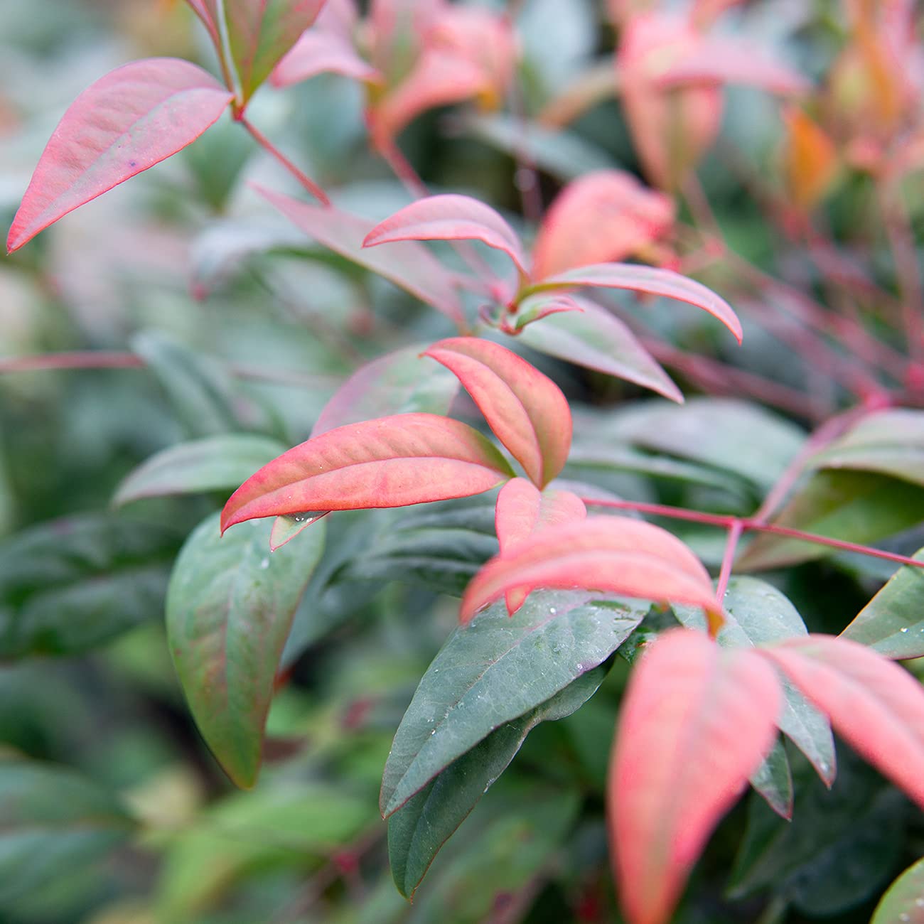PERFECT PLANTS Firepower Nandina 3 Gal. Pot | Heavenly Bamboo | Low Maintenance | Eye Catching Green and Blush Pink Foliage