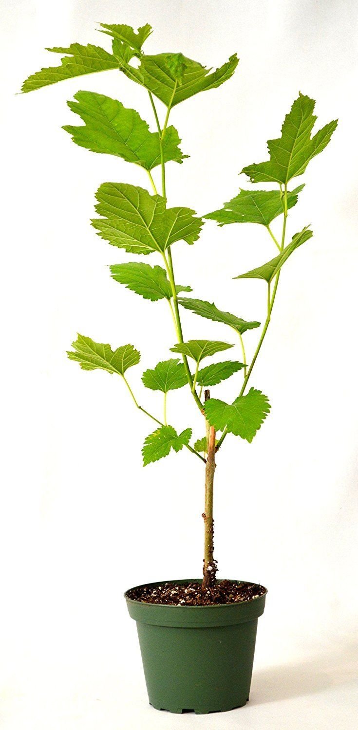 Mulberry Plant Tree Dwarf Everbearing Morus Nigra Sweet Fruit 4" Pot New