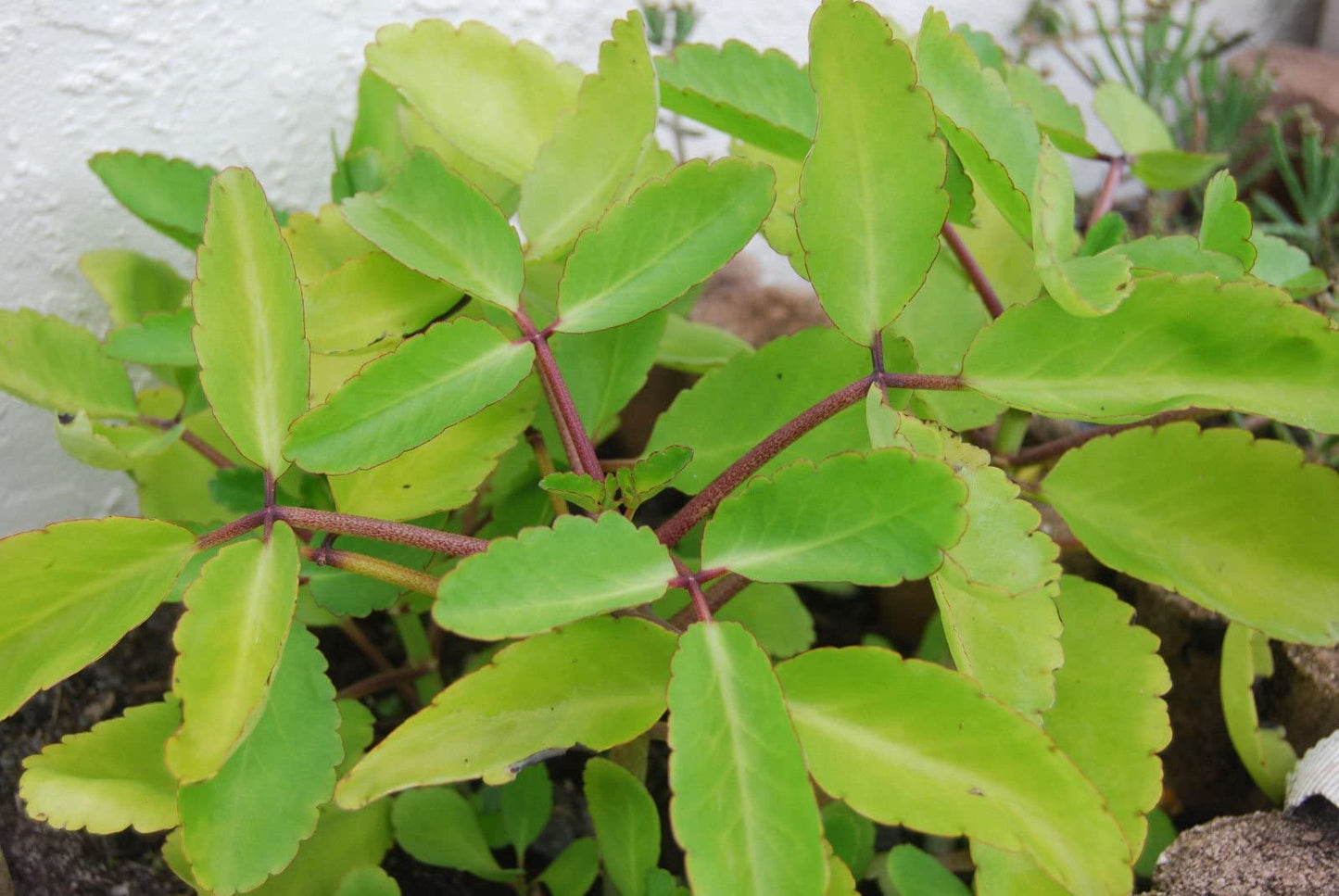 Rare KALANCHOE PINNATA Miracle Leaf air Plants Bryophyllum Pinnatum 4" Plant, Succulent, Cactus, for Home and Garden