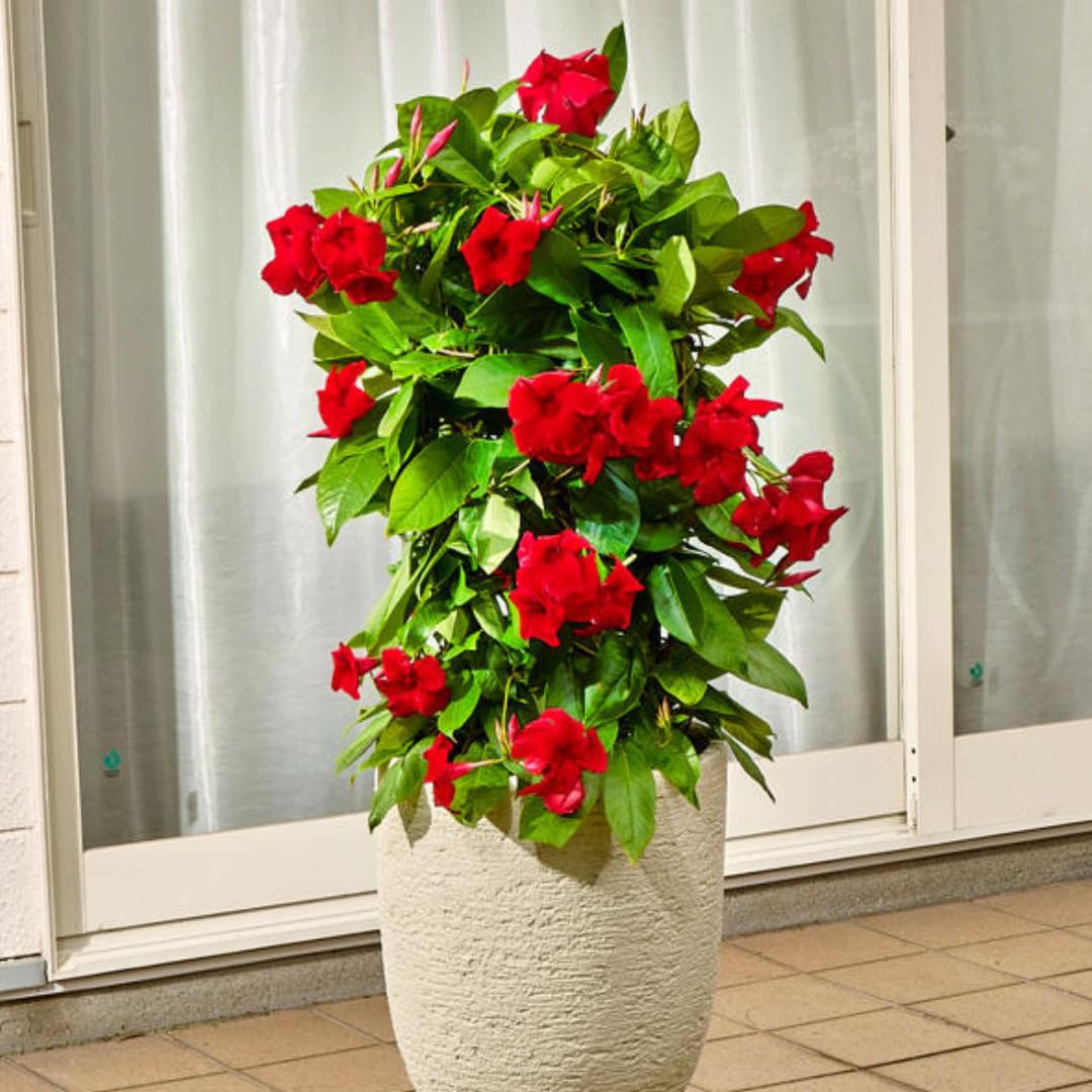 2 Red Mandevilla Plants Live for Garden, 4 Inc to 6 Inc Tall, Mandevilla Plants Live, Mandevilla Vine Plant, Mandevilla Plant