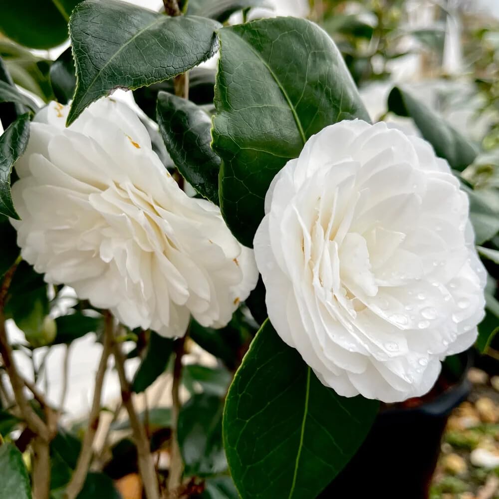 Live Plant - White by The GATE Unique Bloom Camellia Japonica-Live Starter Plant