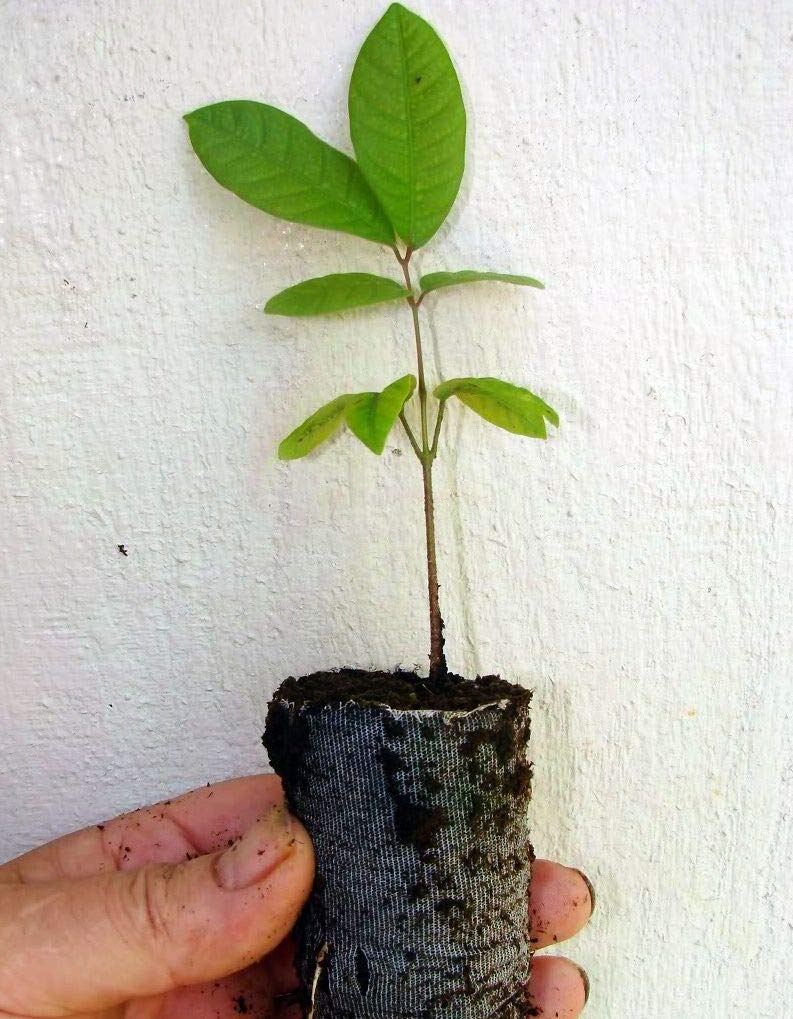 Live Healthy Longan Dimocarpus Dragon Eye Kohala Seedling Plant of Tropical Fruit Tree