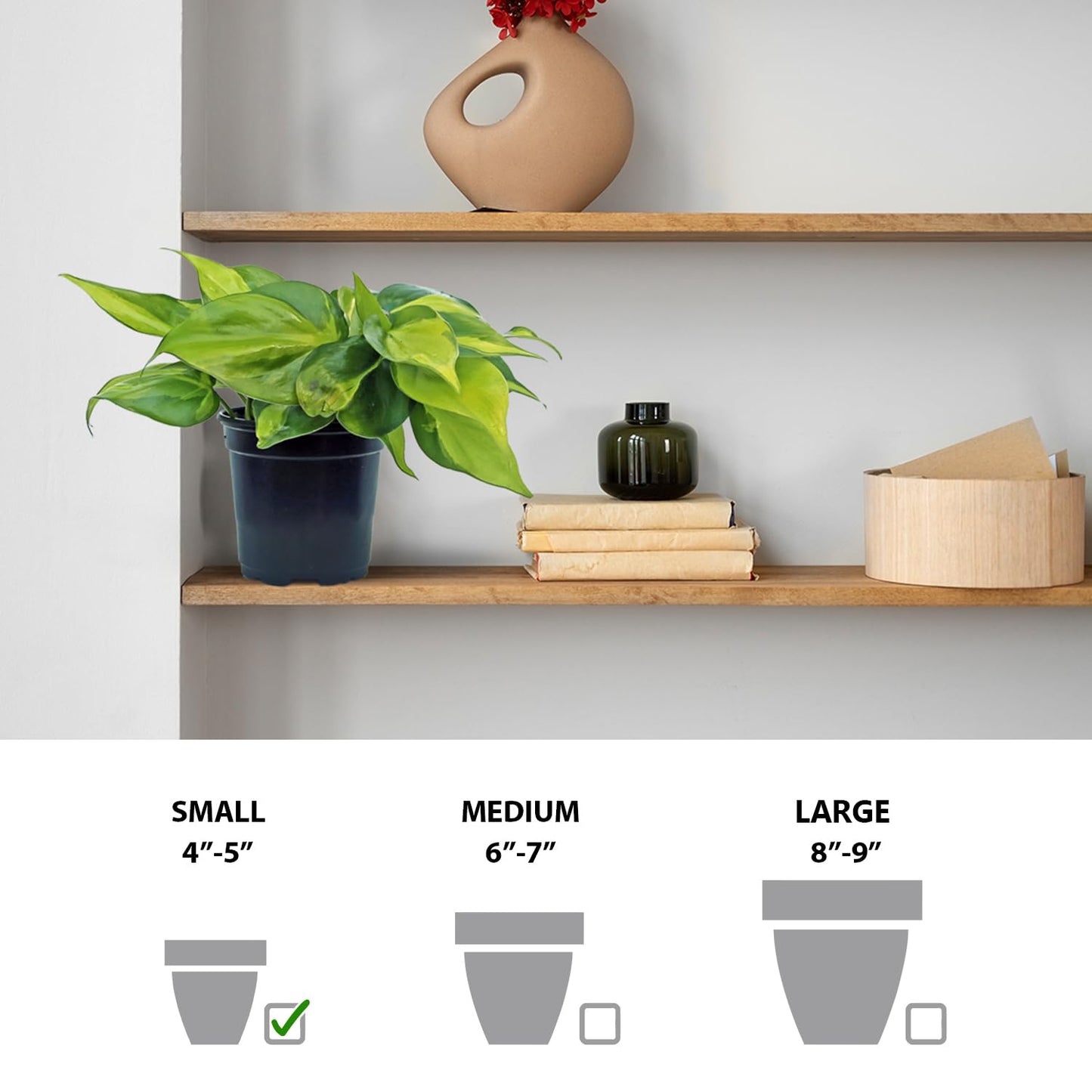 Live Brazilian Philodendron, Variegated Philodendron, Trailing Indoor Potted Plant, Fully Rooted Air Purifier, Couples Gift, Plant Mom Dad Gift, Easy to Grow Houseplant in 4" Pot