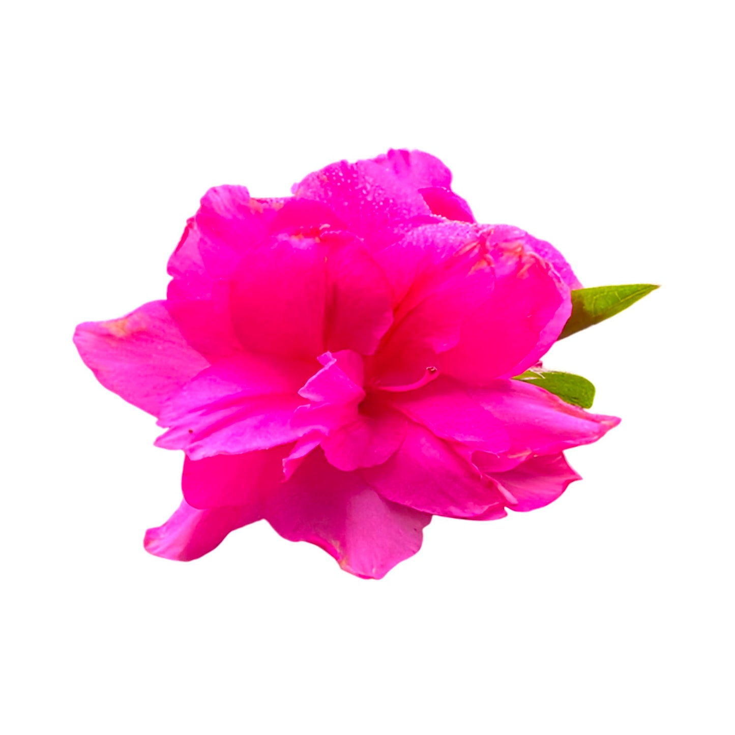 Autumn Carnation Pink Encore Azalea – Reblooming Evergreen Shrub with Double Pink Flowers, Hardy Landscape and Container Plant (1 Gallon/Potted/Set of 2 Plants)